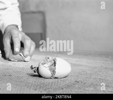 Sandnes, juin 1949. Nous suivons une vie de poule moderne, de la naissance dans l'écloserie à la mort dans la machine à côtes. La vie de la poule est bien régulée et mécanique. Les photos de l'abattage proviennent de l'abattoir de volaille de Rogaland Egglag à Sandnes. La photo: Le poulet est sur le point de se briser de l'oeuf. Pendant 21 jours, l'œuf est dans l'incubateur. Le rythme naturel a la technique moderne encore à briser. Le processus de vie prend son temps - si la mère est réelle ou artificielle. Tous les œufs non fertilisés ont déjà été nettoyés. Photo: Sverre A. Børretzen / actuel / NTB Banque D'Images