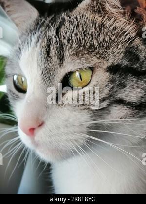 Un portrait de curieux tabby chaton regardant quelque chose Banque D'Images