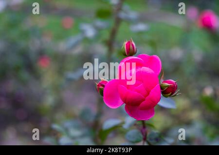 Une belle fleur rose sur une branche d'un rosier dans un jardin ou un parc Banque D'Images