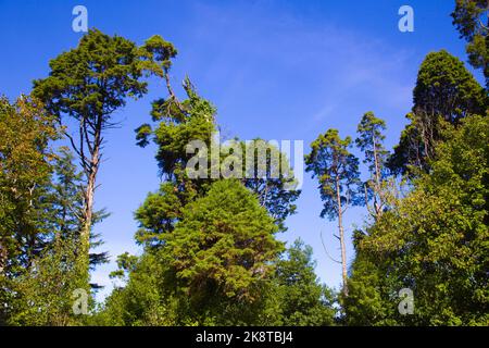 Portugal, forêt nationale de Bucaco, arbres, Banque D'Images