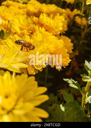 Une abeille carniolan (APIS mellifera carnica) sur de belles fleurs jaunes Banque D'Images