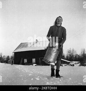 La frontière Jakobselv Pâques 1949 rien de nouveau de la frontière du nord Une bande de neige vierge de 160 kilomètres de la sortie de la frontière Jakobselv à Borderfoss à Pasvikdalen, devient la seule frontière commune entre les pays du Pacte atlantique et l'Union soviétique lorsque la Norvège adhère à l'Alliance A. Le courant est allé le long de la frontière et a parlé aux gens qui y vivent. Voici Mme Jenny Larsen Skrotnes, veuve de 4 enfants. Elle gère la ferme seule, a 40 acres de terre cultivée, 4 vaches, veaux et chevaux. Porte un seau à lait. Photo; Sverre A. Børretzen / actuel / NTB Banque D'Images