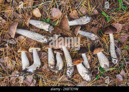 Faire dorer les champignons boletus sur le sol de la forêt Banque D'Images