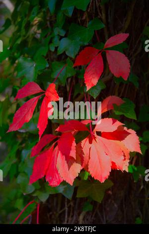 Virginia Creeper (Parthenocissus quinquefolia) sur le côté d'un arbre couvert de lierre sur Cape Cod, États-Unis Banque D'Images