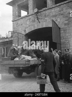 Grini 19450514 Journées de la paix Mai-45. Du camp de concentration de Grini / camp de prison. Les heureux prisonniers quittent Grini dans l'avion d'un camion. La voiture passe par la grille. Photo: Archives NTB / NTB Banque D'Images