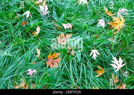 automne jaune feuilles tombées sur l'herbe verte. couleurs de l'automne Banque D'Images