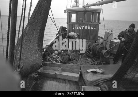 Oslofjord 19690531 sur REK après crevettes. Sur la pêche à la crevette avec le bateau aigle de mer. L'équipage est de deux hommes. Le skipper Reidar Hauge Pedersen et son fils Egil. Il y a beaucoup de choses creepy qui balaie du fond, des saucisses de mer, des méduses, des crevettes et quelques rochers. Photo: Aage Storløkken / actuel / NTB Banque D'Images