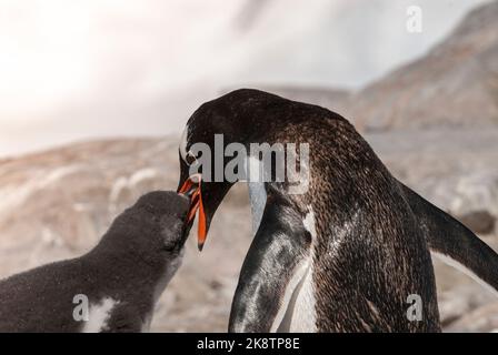 Manchot Gentoo sur la plage, nourrissant son poussin, Port Lockroy , île Goudier, Antartica Banque D'Images