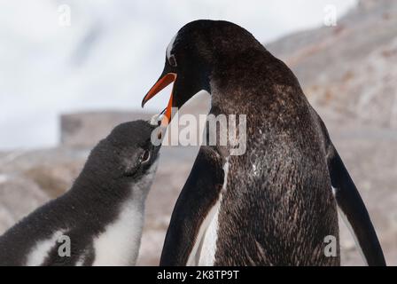 Manchot Gentoo sur la plage, nourrissant son poussin, Port Lockroy , île Goudier, Antartica Banque D'Images