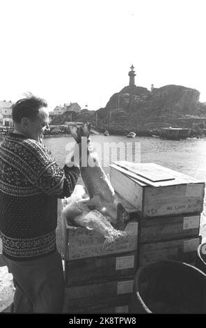 Ona 19720617. Le village de pêcheurs sur la côte de Romsdal est à une distance satisfaisante de tout ce qui a à voir avec les tracas et la ruée. Beaucoup ont quitté Ona ces dernières années. La troisième partie des maisons est vide. Pourtant, il y en a qui ne quittera jamais l'île. À propos de. Deux cents personnes vivent ici aujourd'hui. Le phare d'Ona est l'un des plus célèbres gars de la côte, qui décharge les gens de mer par une LED dangereuse. Photo: Sverre Børretzen courant / NTB Banque D'Images