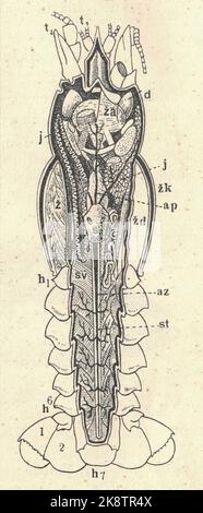 Illustration antique gravée de l'écrevisse (parties du corps). Illustration ancienne de la chenille (parties du corps). Ancienne photo gravée de craydides (parties du corps). Photo du homard d'eau douce (parties du corps). Le long de la coupe transversale. Illustration du livre publiée 1907. Banque D'Images