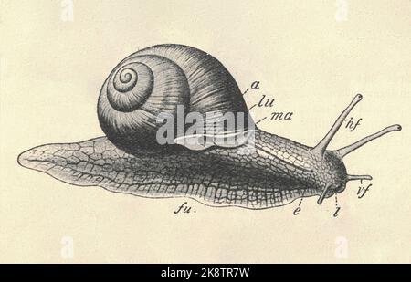 Illustration antique gravée de l'escargot romain. Illustration ancienne de l'escargot de Bourgogne. Ancienne photo gravée de l'escargot. Photo de la pommade Helix. Illustration du livre publiée 1907. Helix pomatia, noms communs l'escargot romain, l'escargot bourguignon, ou escargot, est une espèce de gros escargot comestible, respirant l'air, un mollusque terrestre à gastéropodes pulmonés de la famille des Helicidae. C'est l'une des plus grandes espèces d'escargots terrestres d'Europe. Banque D'Images