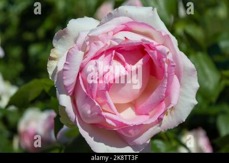 Rose Honoré de Balzac Rose blanche rose dans le jardin du parc vue rapprochée Banque D'Images