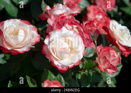 Rose Nostalgie roses blanches rouges dans le jardin du parc vue rapprochée Banque D'Images