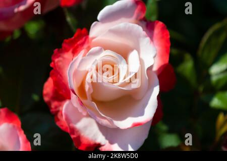 Rose Nostalgie roses blanches rouges dans le jardin du parc Banque D'Images