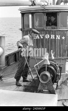 Oslofjord 19690531 sur REK après crevettes. Sur la pêche à la crevette avec le bateau aigle de mer. L'équipage est de deux hommes. Le skipper Reidar Hauge Pedersen et son fils Egil. Photo: Aage Storløkken / actuel / NTB Banque D'Images