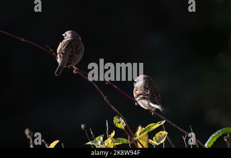 Une paire de Bruant d'arbre (Passer Montanus) perçant sur une tige de Honeysuckle (Ionicera Periclymenum) en automne Sunshine avec un fond sombre Banque D'Images