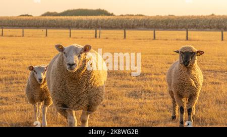 Moutons dans les enclos sur fond de champ de blé.animaux de ferme. Élevage et agriculture des animaux.élevage et élevage des moutons.races de lainages de mouton.trois moutons Banque D'Images