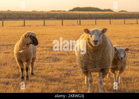 Moutons blancs dans les enclos. Animaux de ferme. Concept d'élevage et d'agriculture des animaux.élevage et élevage des moutons.races de moutons laineux.trois portraits de moutons Banque D'Images