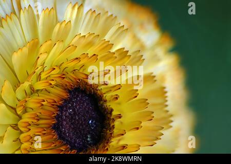 Fleur jaune, Close Up Banque D'Images