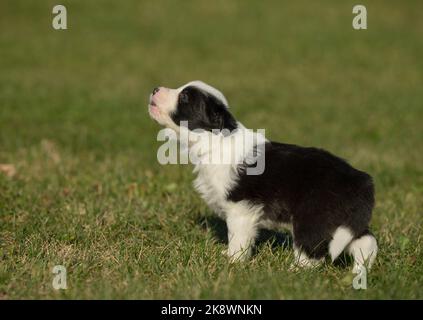 Border Collie Banque D'Images