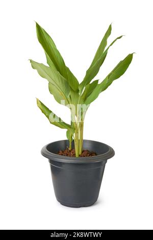 jeune plante curcuma poussant dans un pot noir, curcuma longa, plante médicinale à base de plantes isolées sur fond blanc Banque D'Images