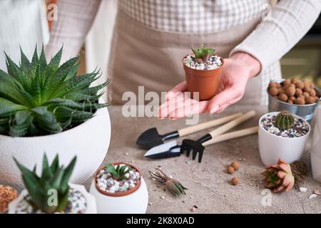 Femme tenant plante succulente haworthia plantée dans pot en plastique brun Banque D'Images