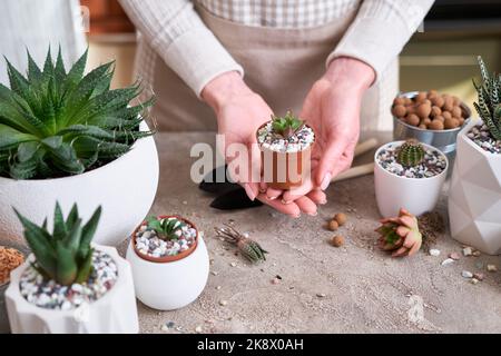 Femme tenant plante succulente haworthia plantée dans pot en plastique brun Banque D'Images