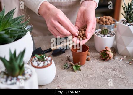 Femme mettant l'argile étendue dans le pot en plastique brun pour la plantation succulente d'haworthia Banque D'Images