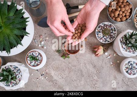 Femme mettant l'argile étendue dans le pot en plastique brun pour la plantation succulente d'haworthia Banque D'Images