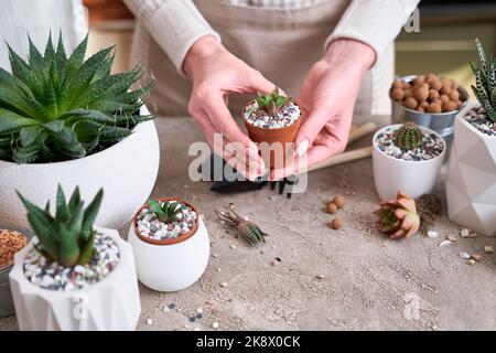 Femme tenant plante succulente haworthia plantée dans pot en plastique brun Banque D'Images