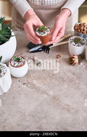 Femme tenant plante succulente haworthia plantée dans pot en plastique brun Banque D'Images