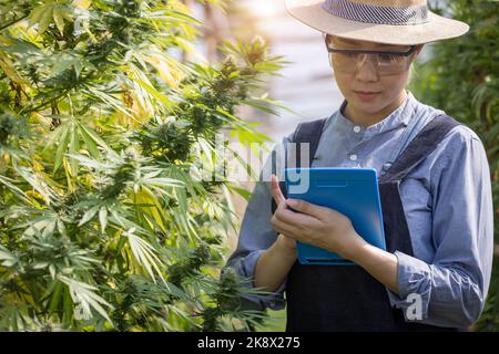 Les jeunes agriculteurs vérifient la qualité des plants de marijuana, le chanvre agricole et le concept de croissance des plantes, d'agriculture et d'environnement Banque D'Images