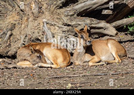 Le groupe de lechwe du Nil ou le lechwe de Mme Gray (Kobus megaceros) est une espèce en voie de disparition d'antilope que l'on trouve dans les marécages et les prairies du Soudan du Sud et de l'Eth Banque D'Images