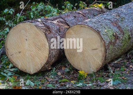 Deux troncs d'arbres abattus se trouvant sur le sol forestier Banque D'Images