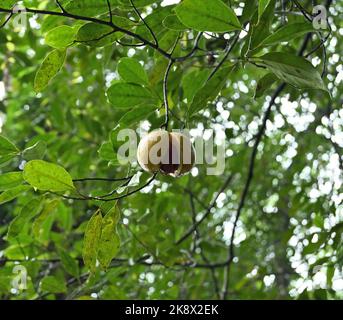 Vue en dessous d'un mûr et d'un fruit ouvert de muscade (Myristica Fragrans). Le fruit est suspendu avec la branche de l'arbre Banque D'Images