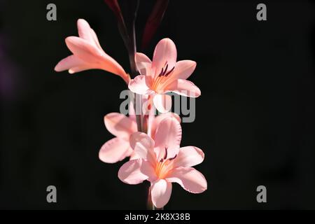 Isolé sur des fleurs de nénuphars orange noir ou de fleurs d'eau. Banque D'Images