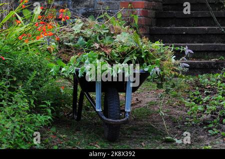 Brouette pleine de boutures de jardin à la fin de l'été Banque D'Images