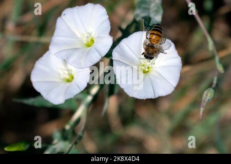 Abeille sur fleur blanche Banque D'Images