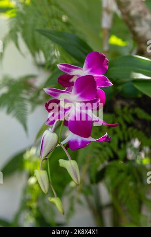 Orchidée rose en fleurs dans le jardin. Bali, Indonésie. Image verticale. Banque D'Images