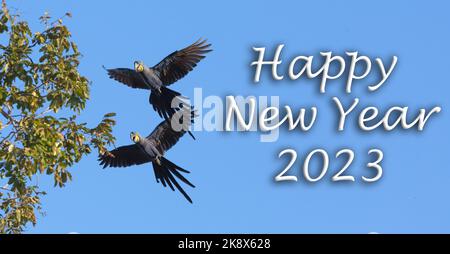 Bonne année 2023, Jacinthe Macaw, Blue Bird, Aniimal, Pantanal, Faune, Brésil, marais Banque D'Images