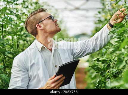 Ces petits sont en croissance plus rapide que prévu. Un beau jeune scientifique utilisant une tablette numérique tout en étudiant des plantes et des cultures à l'extérieur sur un Banque D'Images