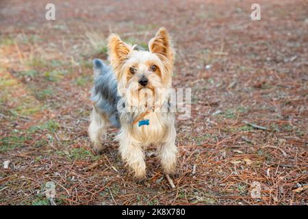 Portrait d'un petit chien du Yorkshire Terrier regardant l'appareil photo dans la forêt Banque D'Images