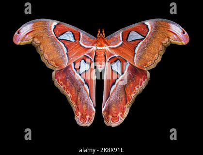 Atlas Moth, un spécimen vivant en Asie du Sud-est, Iloilo, Philippines. Arrière-plan noir. Haut niveau de détail d'un grand Atlas d'Atacus femelle. Banque D'Images