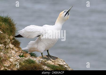 Gannet du Nord, Gannet, Morus bassanus, exposition adulte et ciel pointant sur les falaises de Bempton de RSPB avril Banque D'Images