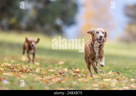 Deux chiens sont en train de courir sur l'herbe et les feuilles d'automne dans le parc. Banque D'Images