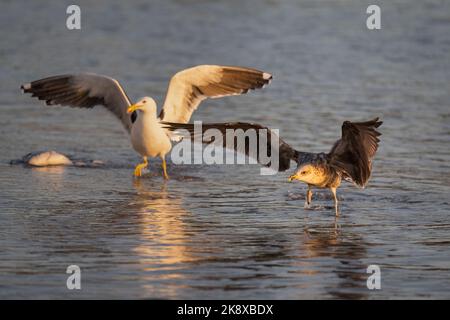 Des mouettes qui se battent sur un poisson sur la plage. Mise au point sélective sur le mouettes noires. Banque D'Images