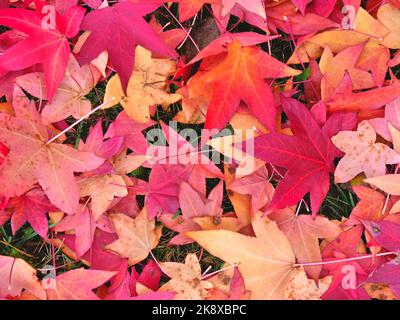 feuilles de liquidambar, très colorées, sur le sol. Pour un arrière-plan automnal et coloré Banque D'Images