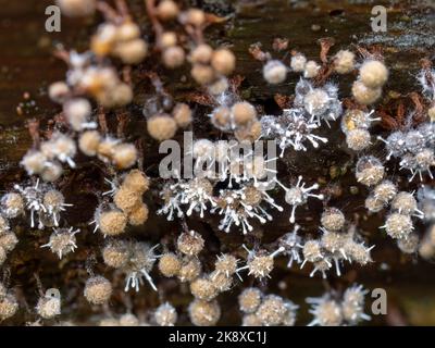 Gros plan macro de champignon parasite, Polycephalomyces tomentosus poussant sur le moule à chaux de Trichia, moisissure. Devon, Royaume-Uni. Banque D'Images