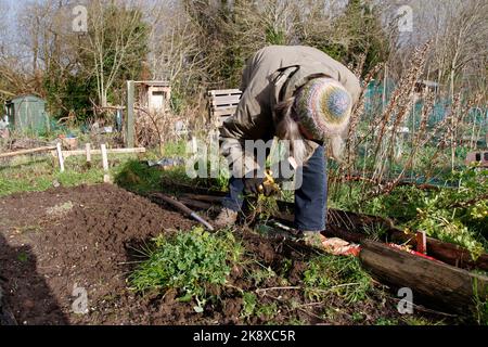 Femme creusant des mauvaises herbes sur un terrain d'hiver Banque D'Images